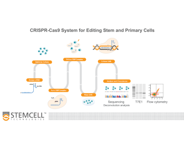 Optimized Workflows for High-Efficiency Genome Editing in Stem and Primary Cell Types