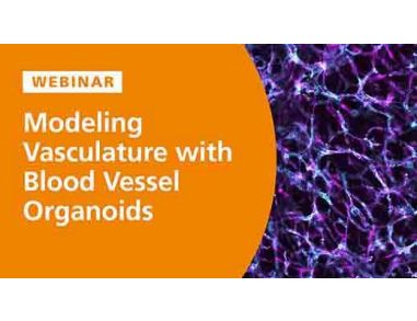 Modeling the Structural and Functional Features of Blood Vasculature with Blood Vessel Organoids