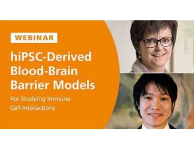 Human iPSC BBB Models for Studying Immune Cell Interactions