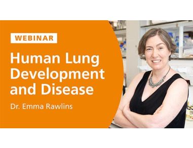 Human Lung Development and Disease: Lessons from Organoids