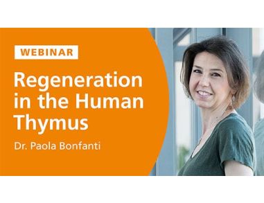 Stem Cell-Mediated Regeneration in the Human Thymus