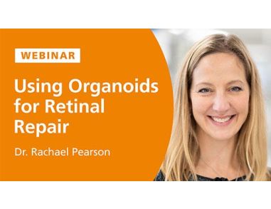 Using Organoids for Retinal Repair
