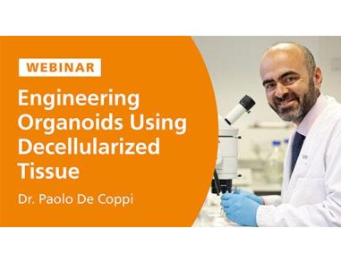 Engineering Organoids Using ECM from Decellularized Tissue
