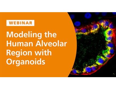 Modeling the Human Alveolar Region with Organoids