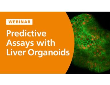 Predictive In Vitro Models for Toxicity Testing and Liver Research