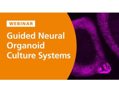 Guided Neural Organoid Culture Systems: Adding Dimensions to Model Neural Circuitry and Function