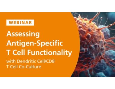 Assessing Antigen-Specific T Cell Functionality with Dendritic Cell/CD8ᐩ T Cell Co-Culture