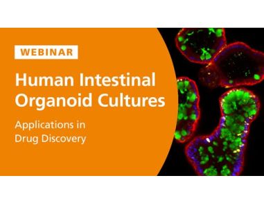 Applications of Human Intestinal Organoid Cultures in Drug Discovery 