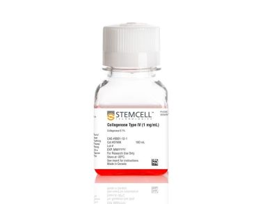 IV型胶原酶（1mg /mL）