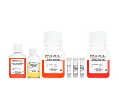 STEMdiff™ 血管类器官试剂盒
