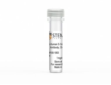 抗人E-钙黏蛋白（CD324）抗体，克隆7G5D4