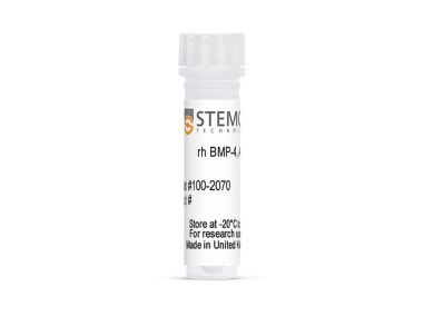 人重组BMP-4，  ACF
