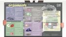 Dynamic Modeling in Organoids