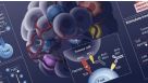 Rational Combination of Cancer Therapies with PD1 Axis Blockade