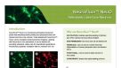 NeuroFluor™ NeuO Selectively Label Live Neurons
