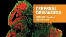 STEMdiff™ Cerebral Organoid Kit