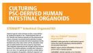 STEMdiff™ Intestinal Organoid Kit