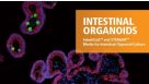 Intestinal Organoids
