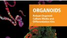 Organoids