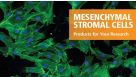 Products for Your Mesenchymal Stromal Cell Research