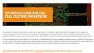 Optimized Endothelial Cell Culture Workflow