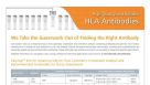 HLA Antibodies for Purity Assessment