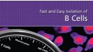 Fast and Easy Isolation of B Cells