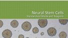 Neural Stem Cells: Standardized Media and Reagents