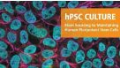 Products for Human Pluripotent Stem Cells