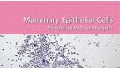 Mammary Epithelial Cells: Standardized Media and Reagents