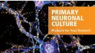 Primary Neuronal Culture: Standardized Media and Reagents