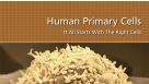 Human Primary Cells: It All Starts with the Right Cells