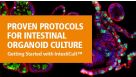 Proven Protocols for Intestinal Organoid Culture: Getting Started with IntestiCult™