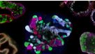 The Predictive Power of Organoids in Drug Discovery