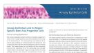 Airway Epithelial Cells of the Human Respiratory System
