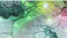 Modeling Neurological Disease