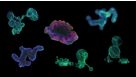 Organoid Information Hub