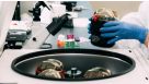 How to Isolate Peripheral Blood Mononuclear Cells (PBMCs) from Leukopaks