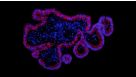 How to Passage Mouse Intestinal Organoids
