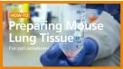 How to Dissociate Mouse Lung into a Single-Cell Suspension