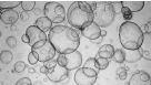 Recovery and Expansion of Hepatic Organoids Using HepatiCult™ Organoid Growth Medium