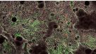 使用HepatiCult™ Organoid Initiation Medium（人）从3D类器官建立单层培养体系
