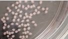 How to Dissociate 3D Neural Organoids into a Single-Cell Suspension