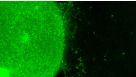 How to Generate AssemBloids™ from hPSC-Derived Dorsal and Ventral Forebrain Organoid Co-Cultures