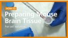How to Prepare a Single-Cell Suspension from Mouse Brain Tissue