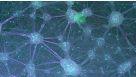 How to Tri-Culture Human Pluripotent Stem Cell (hPSC)-Derived Forebrain Neurons, Astrocytes, and Microglia