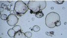 How to Perform Cytotoxicity Screening Using Hepatic Organoids Cultured in HepatiCult™ (Human)