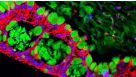 Barrier Permeability Assay Using Human Intestinal Organoid-Derived Monolayers