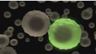 How to Identify ALDH-Expressing Cells in Human Breast Tissue