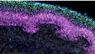 Cryogenic Tissue Processing and Section Immunofluorescence of Neural Organoids